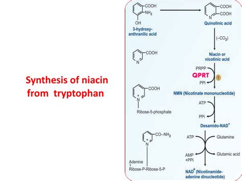 Ppt Tryptophan Metabolism And Its Associated Disorders Powerpoint