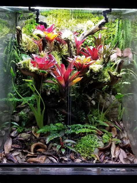 Pin By Timothy Tsao On Aquascaping Terrarium Plants Frog Terrarium