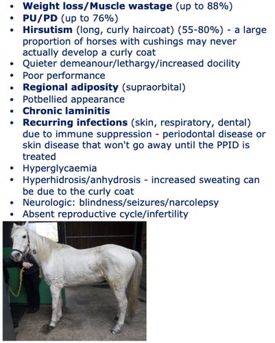 PPID (Equine Cushings) Flashcards | Quizlet