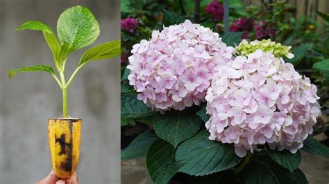 Secrets To Growing Hydrangeas From Cuttings Unveiling Gardenings