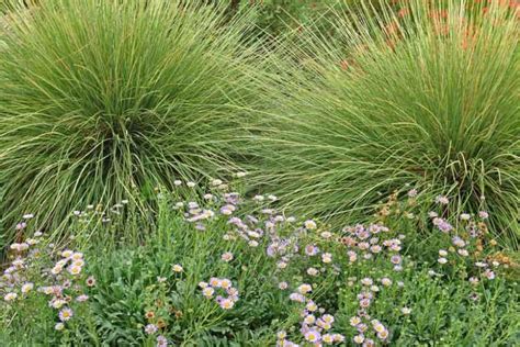 Muhlenbergia Rigens Deer Grass