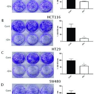 Glutamine Deprivation Reduced The Colony Forming Ability Of Colorectal