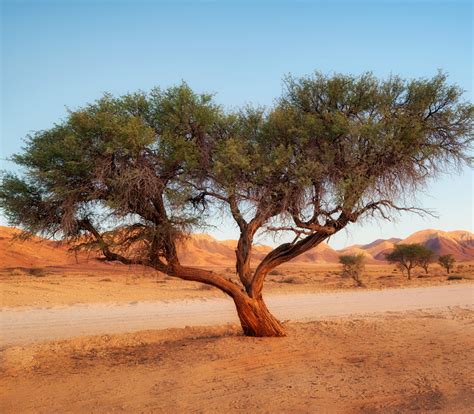 Acacia senegal - Gum Arabic - Seeds