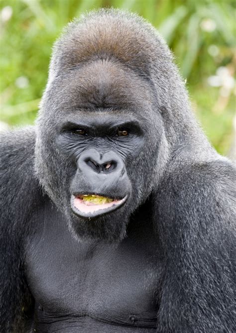 De 25 Bedste Idéer Inden For Silverback Gorilla På Pinterest Aber