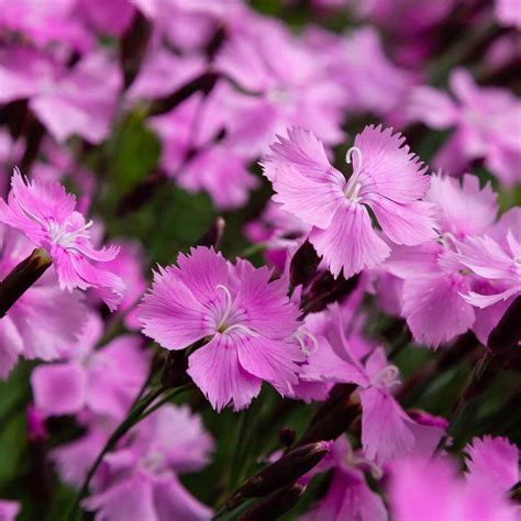 Dianthus Plumarius Spring Beauty