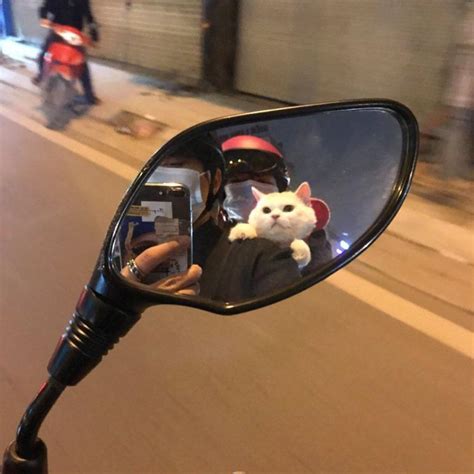 Kitiy : r/kittykittersonreality
