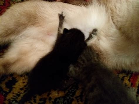 Новорожденные котята, Нужна кормящая кошка | Пикабу