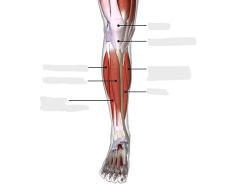 Muscles of ankle and foot (Anatomy) — Printable Worksheet