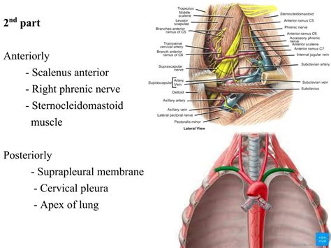 Ppt Subclavian Artery And Internal Jugular Vein Powerpoint Hot Sex