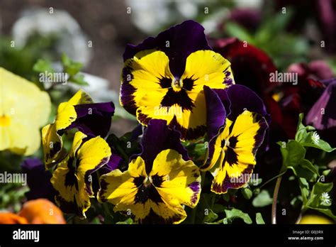 Garden Pansy Viola Tricolor Var Hortensis Stock Photo Alamy