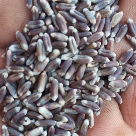 Black Wheat Seeds 190/Kg | Free Shipping All India