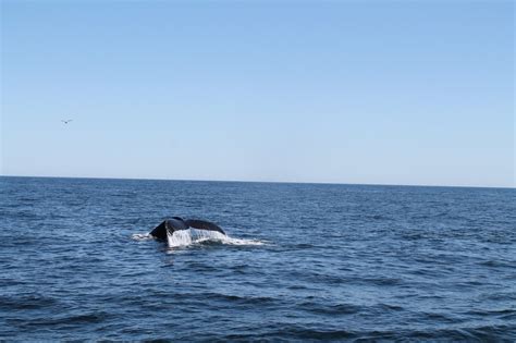 Whale Watching - Plymouth, MA - Photography by Levanagh