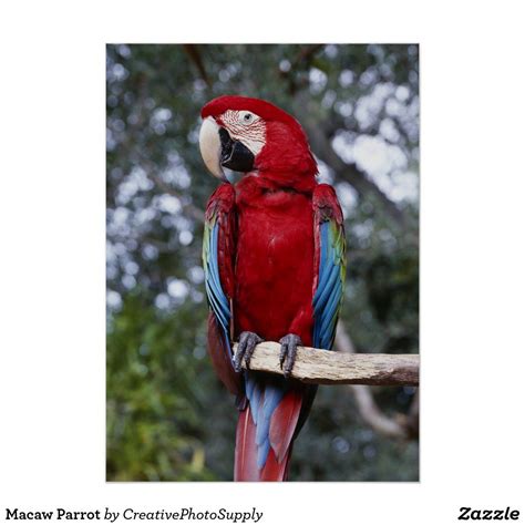 Macaw Parrot Poster Macaw Parrot Macaw Parrot