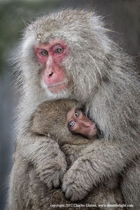 Alluring Planet: Snow monkey nursing baby