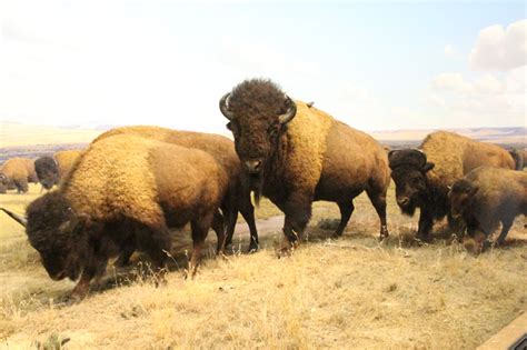 American Bison Photober Free Photos Free Images For All