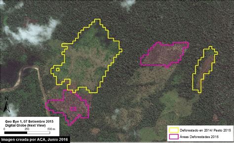 Perú En Tres Años Se Deforestaron 25 Mil Hectáreas En Selva De Huánuco