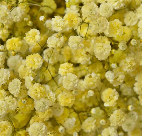 Gypsophila Bellaflor Group Ecuador