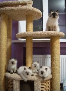 Изготовление и поставка когтеточек, домиков, комплексов для кошек «Пушок»