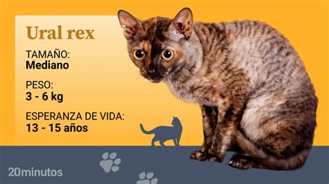 El Ural Rex Una Raza De Gato Dom Stico Extremadamente Rara Con Pelo Rizado