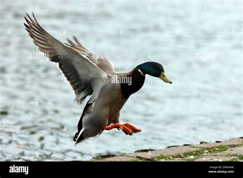 A Male Mallard Duck In Flight Stock Photo Alamy