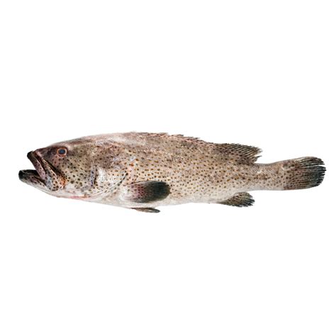 Rock cod – Sea to C Seafood Market
