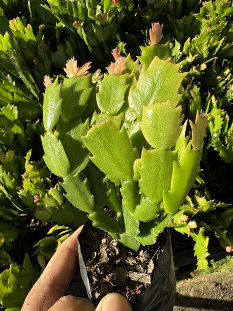 Zygo Christmas cactus Bushy size
