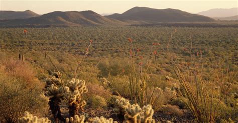 cacti-in-the-sonoran-desert - Sonora Pictures - Sonora - HISTORY.com