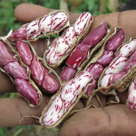 Jual Victory Seed Bibit Benih Kacang Tanah Batik Isi 5 Biji Shopee