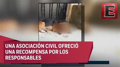 Imagen De Impacto Le Sacan El Ojo A Un Perro En Puebla YouTube