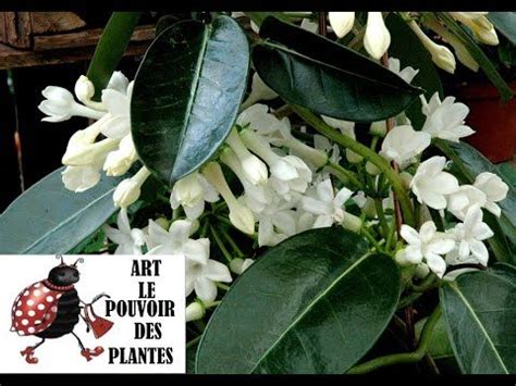 Jardinage Bouture De Stephanotis Floribunda Jasmin De Madagascar