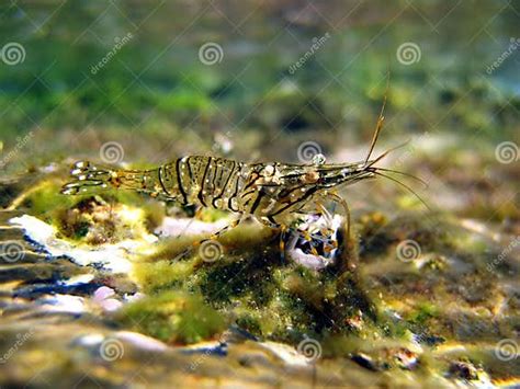 Crangon Crangon Common Shrimp Stock Image Image Of Mediterranean