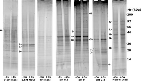 Protection Against β Amyloid Induced Apoptosis By Peptides Interacting