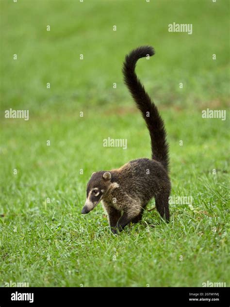 Coati photography fotografías e imágenes de alta resolución Alamy