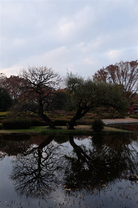 배경 화면 경치 정원 호수 자연 반사 공원 눈 겨울 아침 강 못 도쿄 후지 필름 나무 가을 잎 꽃 시즌 후진 쵸후 엑스 Xt1