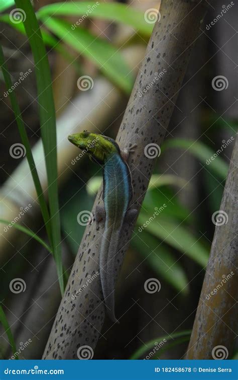 Yellow Headed Day Gecko Phelsuma Klemmeri Stock Photo Image Of Neon