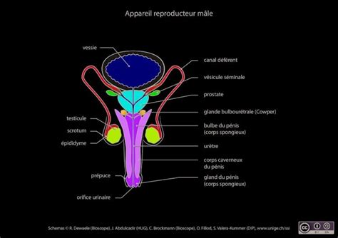 PDF Appareil reproducteur mâle UNIGEAppareil reproducteur femelle