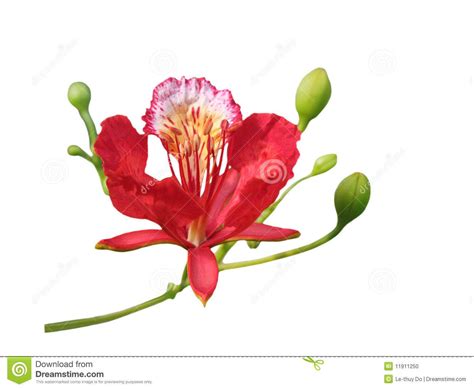 A Labeled Diagram Of A Flamboyant Flower Flower Label Diagra