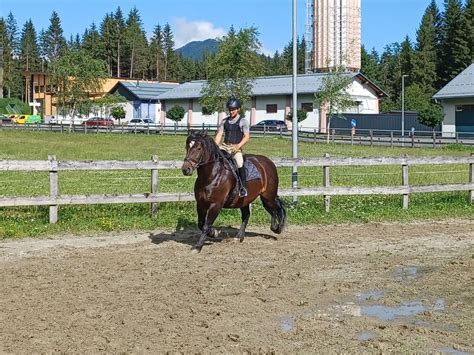 Baronesse Mirabella Noriker Stute 2016 Dunkelbraun Pferd Austria