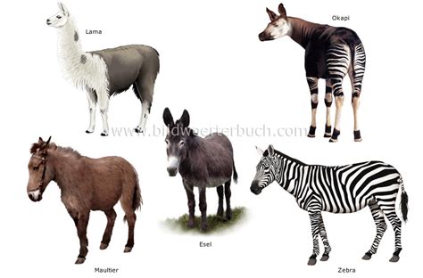 animal kingdom :: ungulate mammals :: examples of ungulate mammals ...