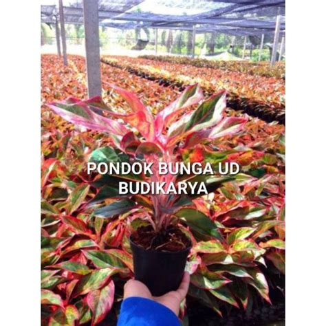 Jual Tanaman Hias Aglonema Red Lipstik Siam Aurora Daun Rinbun Merah