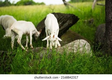 4,698 Baby goats playing Images, Stock Photos & Vectors | Shutterstock