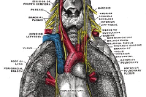 Phrenic Nerve Repair - Plastic Surgery | UCLA Health