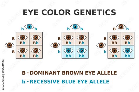 Eye color genetics. Brown eyes and blue eyes cross. Dominant brown ...