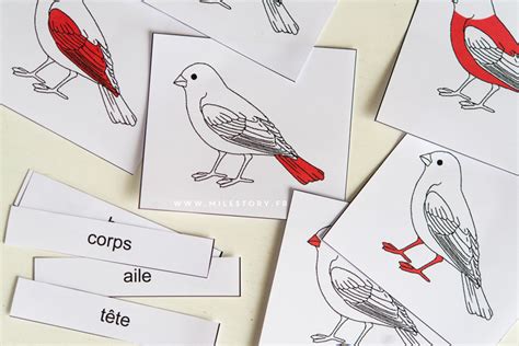 Activités Maternelle Oiseaux Cartes Nomenclature Oiseaux