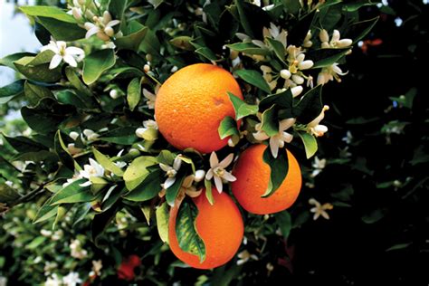 California Quarantine Restricts Movement Of Citrus Fruit Tree