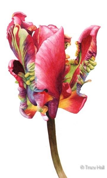 Parrot Tulip