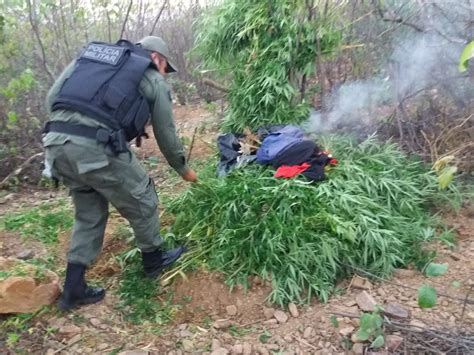 Operação erradica mais de 3 mil pés de maconha em Dormentes Petrolina