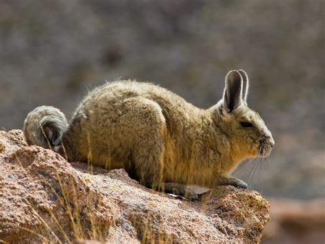 Andean Fauna, Potosi