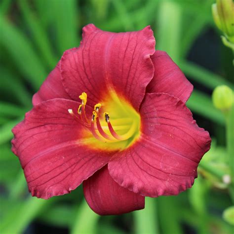 Hemerocallis Pardon Me Multiplants