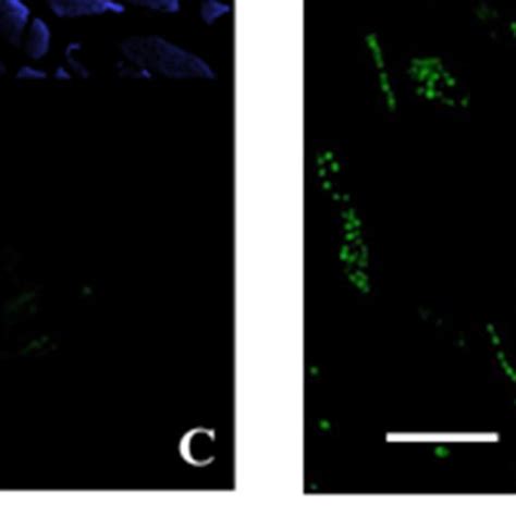 Representative fluorescence staining for GFP. (A) Image shows numerous... | Download Scientific ...